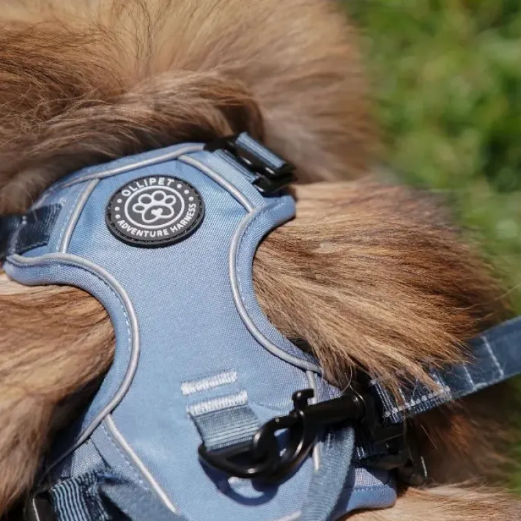 Hundeseler|Ollipet For Wagging Tails^Ollipet For Wagging Tails | Adventure Hundesele 2.0