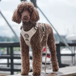 Hundeseler|Ollipet For Wagging Tails^Ollipet For Wagging Tails | Adventure Hundesele 2.0