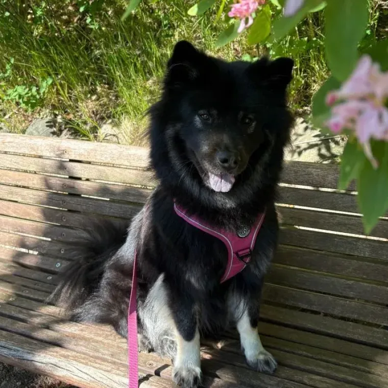 Hundeseler|Ollipet For Wagging Tails^Ollipet For Wagging Tails | Adventure Hundesele 2.0