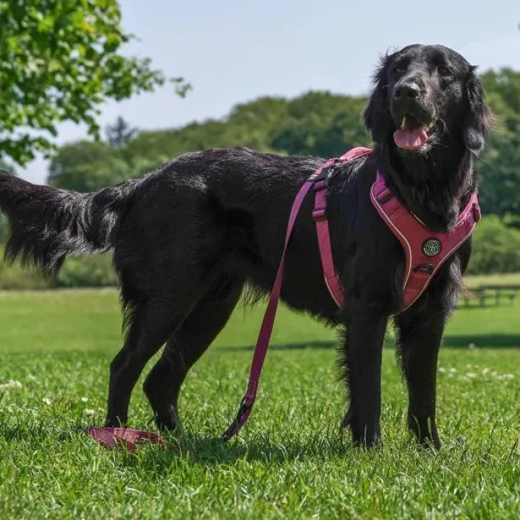 Hundeseler|Ollipet For Wagging Tails^Ollipet For Wagging Tails | Adventure Hundesele 2.0