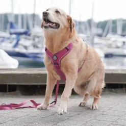 Hundeseler|Ollipet For Wagging Tails^Ollipet For Wagging Tails | Adventure Hundesele 2.0