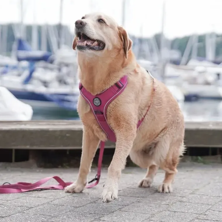 Hundeseler|Ollipet For Wagging Tails^Ollipet For Wagging Tails | Adventure Hundesele 2.0