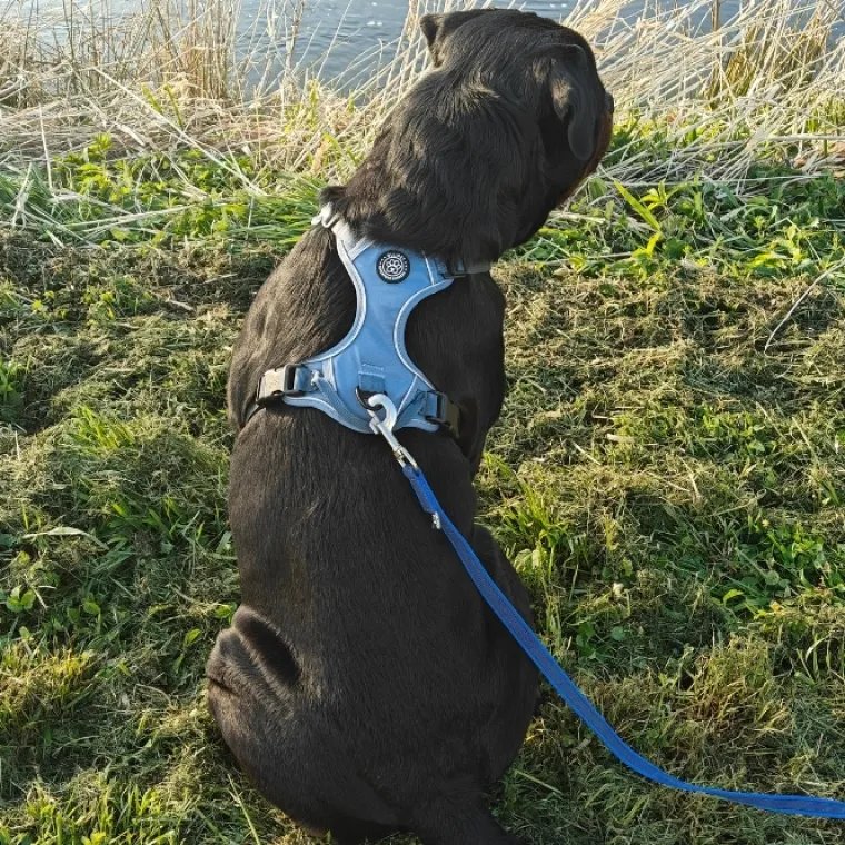 Hundeseler|Ollipet For Wagging Tails^Ollipet For Wagging Tails | Adventure Hundesele 2.0