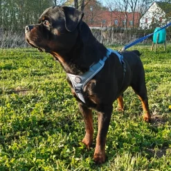 Hundeseler|Ollipet For Wagging Tails^Ollipet For Wagging Tails | Adventure Hundesele 2.0