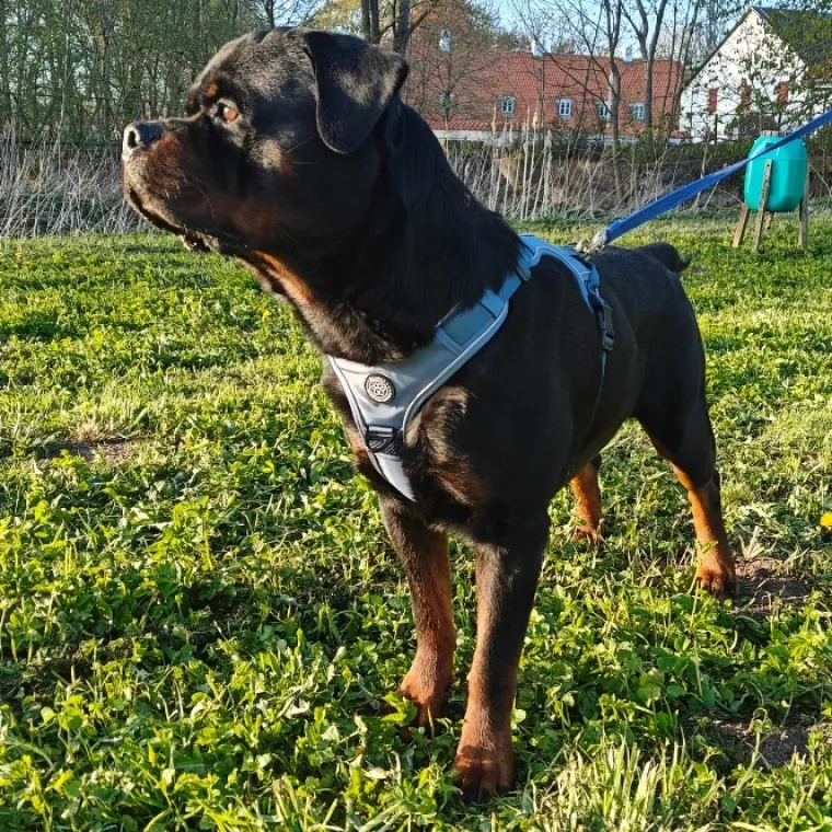 Hundeseler|Ollipet For Wagging Tails^Ollipet For Wagging Tails | Adventure Hundesele 2.0