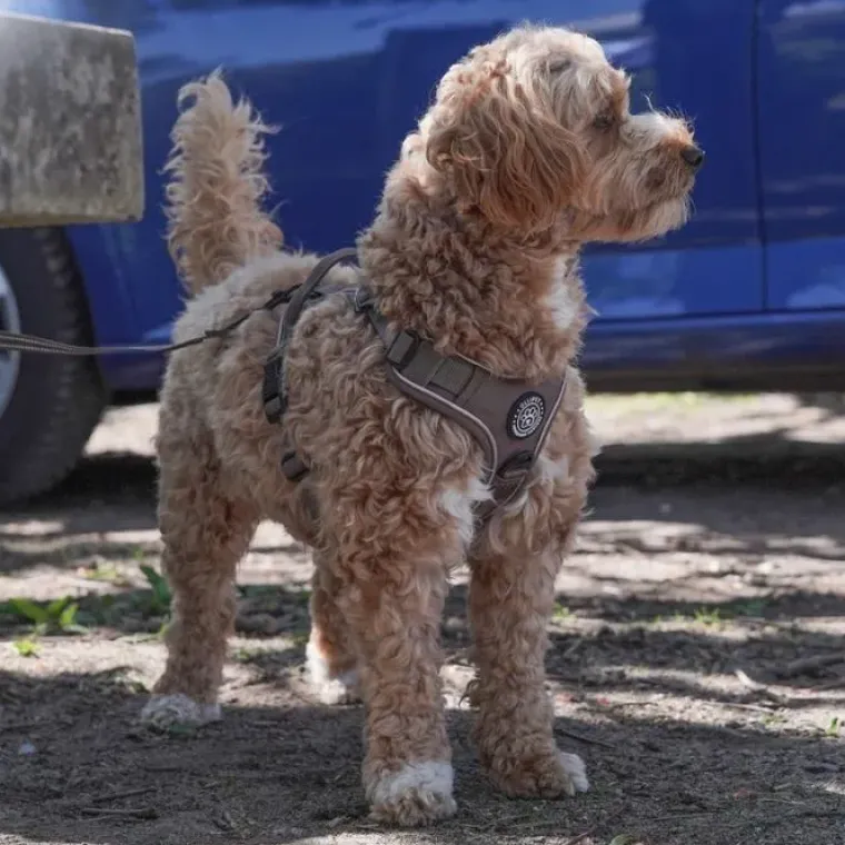 Hundeseler|Ollipet For Wagging Tails^Ollipet For Wagging Tails | Adventure Hundesele 2.0