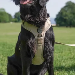 Hundeseler|Ollipet For Wagging Tails^Ollipet For Wagging Tails | Adventure Hundesele 2.0