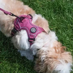Hundeseler|Ollipet For Wagging Tails^Ollipet For Wagging Tails | Adventure Hundesele 2.0