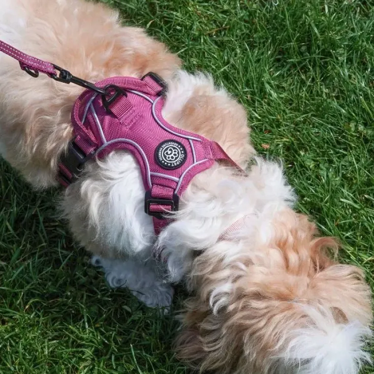 Hundeseler|Ollipet For Wagging Tails^Ollipet For Wagging Tails | Adventure Hundesele 2.0