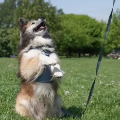 Hundeseler|Ollipet For Wagging Tails^Ollipet For Wagging Tails | Adventure Hundesele 2.0