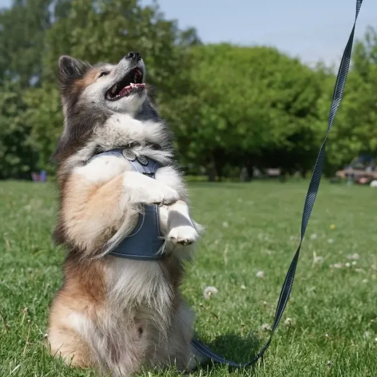 Hundeseler|Ollipet For Wagging Tails^Ollipet For Wagging Tails | Adventure Hundesele 2.0