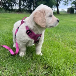 Hundeseler|Køleartikler^Ollipet For Wagging Tails | Airflex hundesele