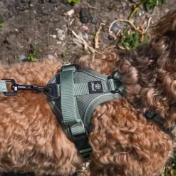 Hundeseler|Køleartikler^Ollipet For Wagging Tails | Airflex hundesele