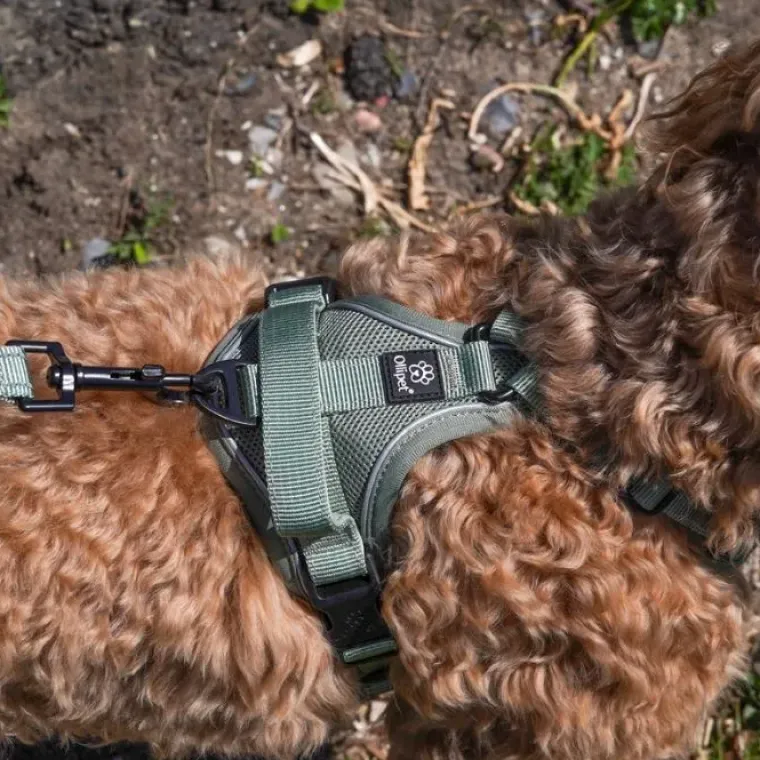 Hundeseler|Køleartikler^Ollipet For Wagging Tails | Airflex hundesele