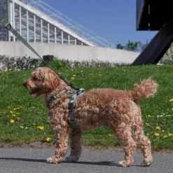 Hundeseler|Køleartikler^Ollipet For Wagging Tails | Airflex hundesele