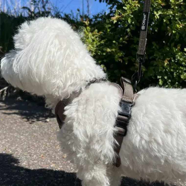 Hundeseler|Køleartikler^Ollipet For Wagging Tails | Airflex hundesele