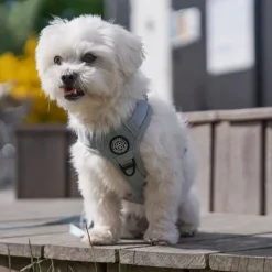 Hundeseler|Køleartikler^Ollipet For Wagging Tails | Airflex hundesele