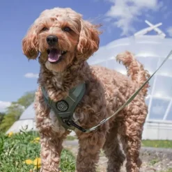 Hundeseler|Køleartikler^Ollipet For Wagging Tails | Airflex hundesele