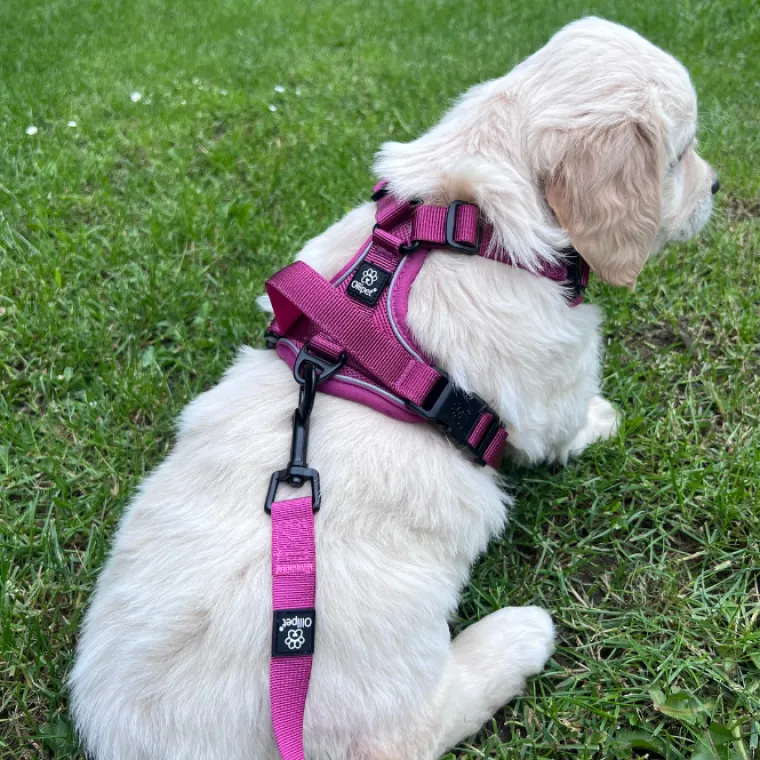 Hundeseler|Køleartikler^Ollipet For Wagging Tails | Airflex hundesele