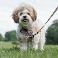 Hundeseler|Køleartikler^Ollipet For Wagging Tails | Airflex hundesele