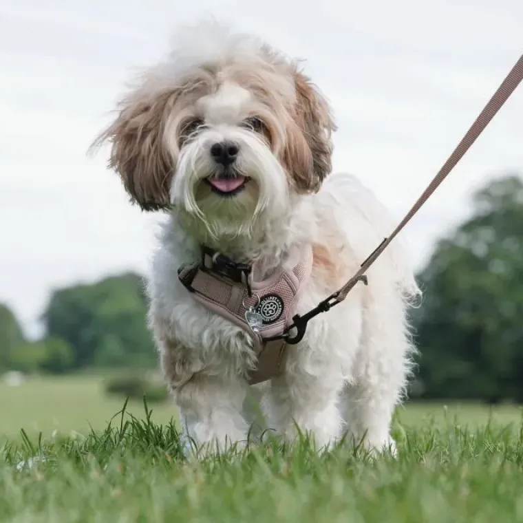 Hundeseler|Køleartikler^Ollipet For Wagging Tails | Airflex hundesele