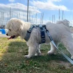 Hundeseler|Køleartikler^Ollipet For Wagging Tails | Airflex hundesele