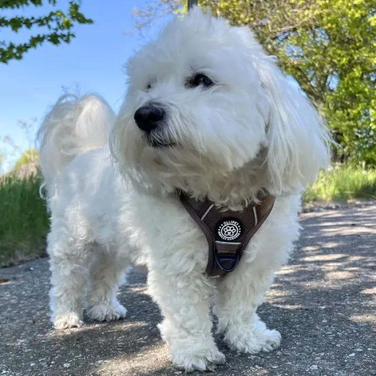 Hundeseler|Køleartikler^Ollipet For Wagging Tails | Airflex hundesele