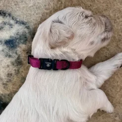 Hundehalsbånd|Ollipet For Wagging Tails^Ollipet For Wagging Tails | Halsbånd
