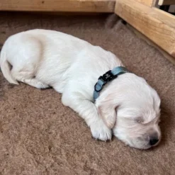 Hundehalsbånd|Ollipet For Wagging Tails^Ollipet For Wagging Tails | Halsbånd