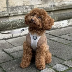 Hvalpetøj|Hundeferien^Ollipet for Wagging Tails | Hundesweater