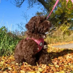Hundeseler|Bestsellers^Ollipet For Wagging Tails | Step in Sele