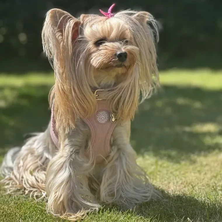 Hundeseler|Ollipet For Wagging Tails^Ollipet For Wagging Tails | Velluto step-in sele