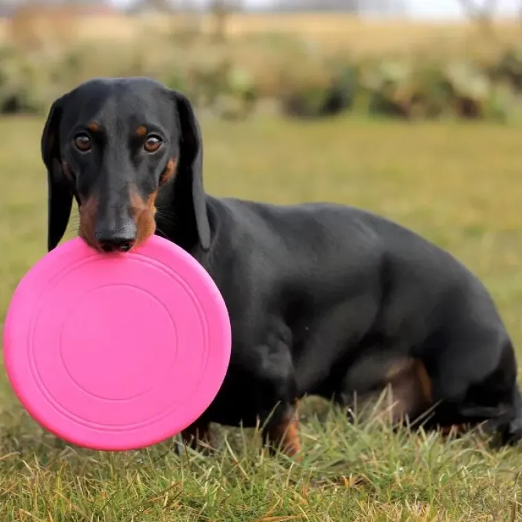 Bolde|Ollipet Hundelegetøj^Ollipet Frisbee Classic Slim