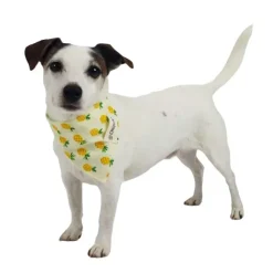 Påskekurven|Hundetøj^Ollipet Frugt Bandana | OUTLET