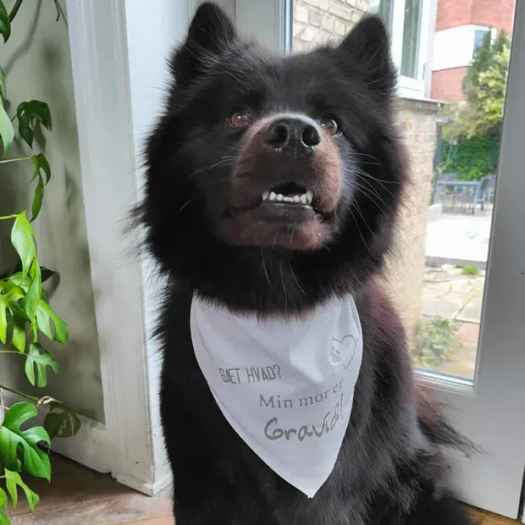 Puppy Shower Party|Hundetøj^Ollipet "Gæt Hvad? Min mor er Gravid" Bandana