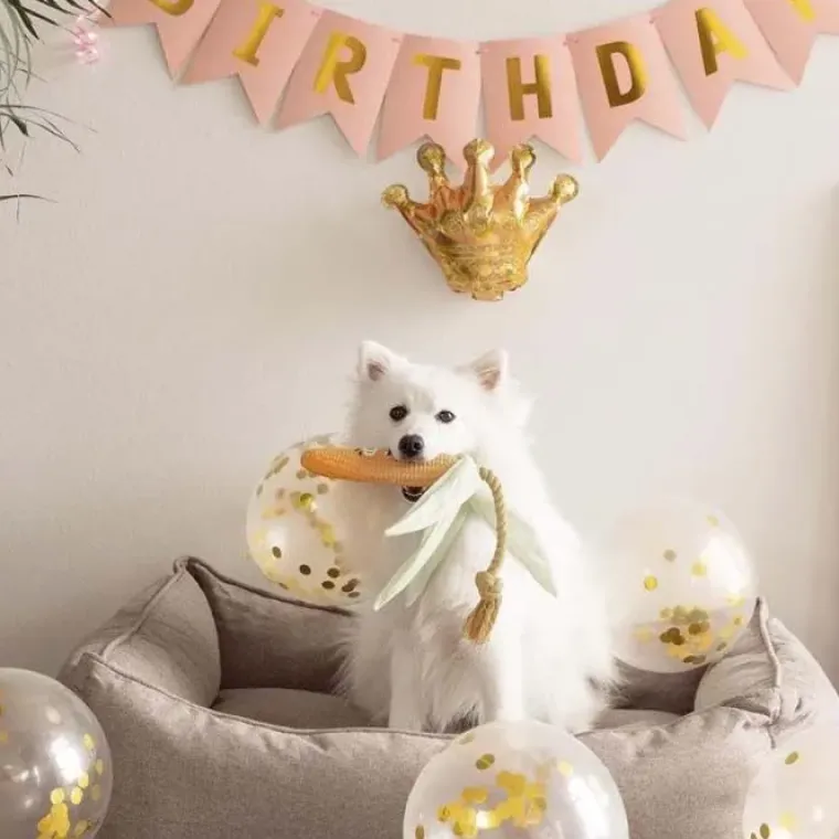 Hundefødselsdag|Artikler Til Hjemmet^Ollipet Happy Birthday Party Pakke | OUTLET Fødselsdag