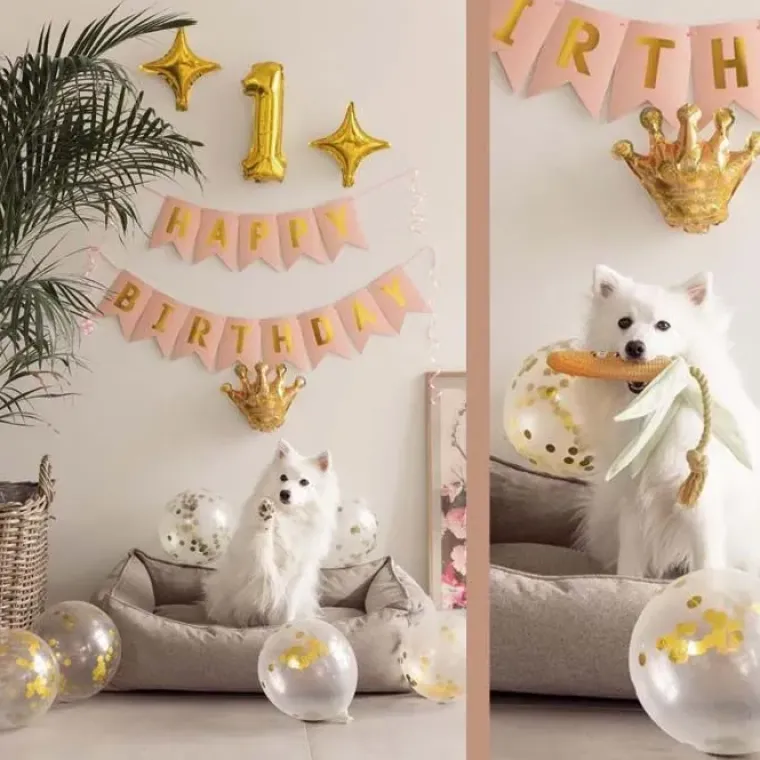 Hundefødselsdag|Artikler Til Hjemmet^Ollipet Happy Birthday Party Pakke | OUTLET Fødselsdag