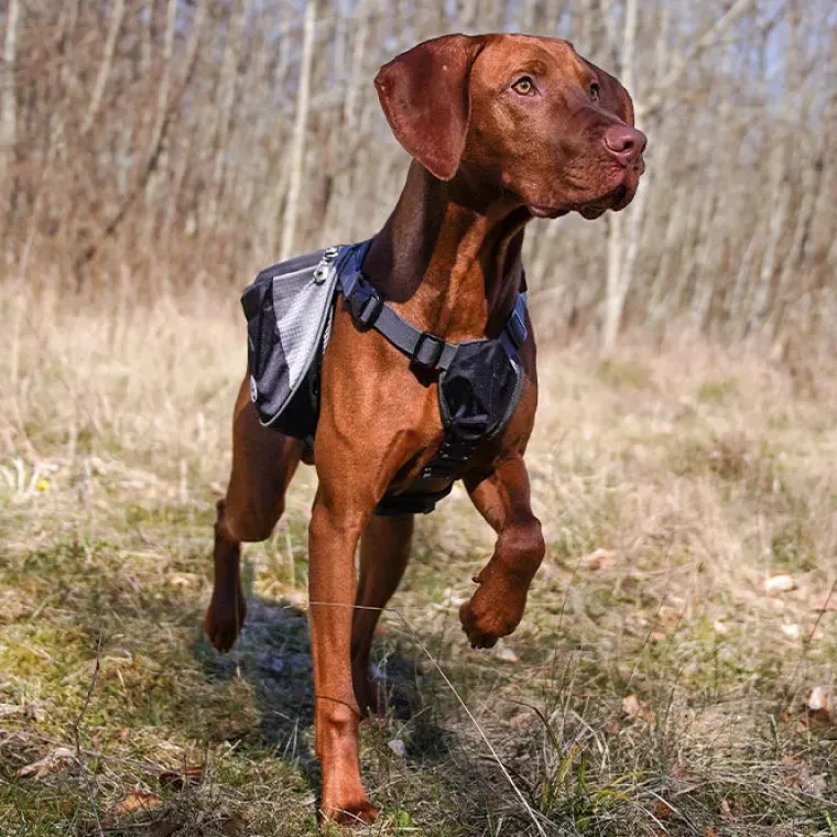 Hundeseler|Hundeferien^Ollipet Hiking Gear Backpack