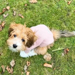 ❄️Klar Til Vintervejret|Hundetøj^Ollipet Hundesweater | I Am Pawsome