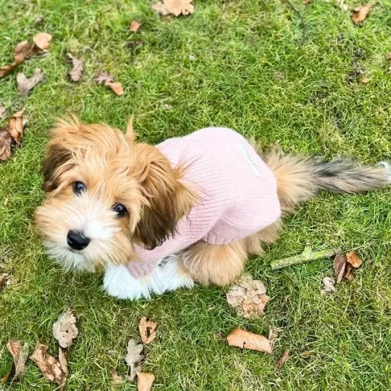 ❄️Klar Til Vintervejret|Hundetøj^Ollipet Hundesweater | I Am Pawsome