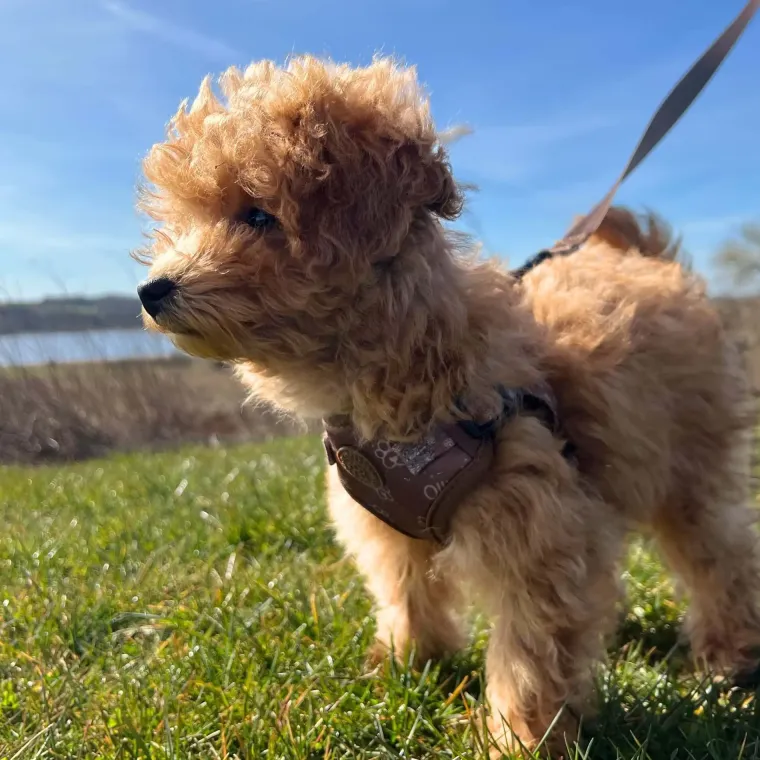 Hundeseler|Hvalpesele Og Hvalpeliner^Ollipet Justerbar Step-In Sele | Hvalpesele