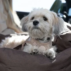 Autostol Til Hunde|Biltransport Af Hund^Ollipet Karma Deluxe Autokurv 2i1