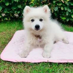 ☀️Sommerklar|Hundeferien^Ollipet Køletæppe m. Cool Mesh