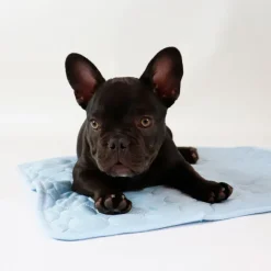 ☀️Sommerklar|Hundeferien^Ollipet Køletæppe m. Cool Mesh