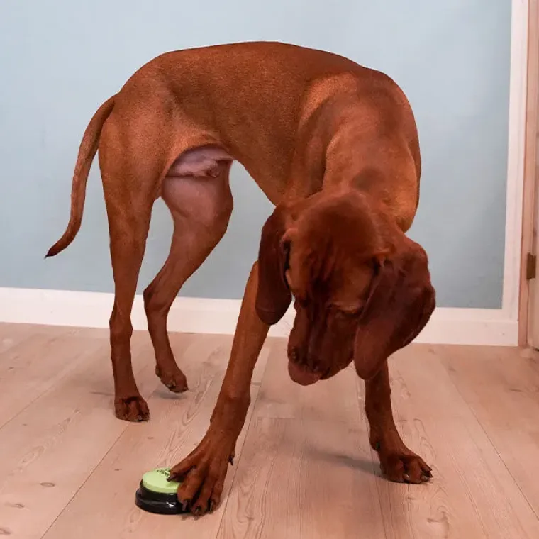 Aktivitetslegetøj Til Hunde|Ollipet Hundelegetøj^Ollipet Kommunikationsknap