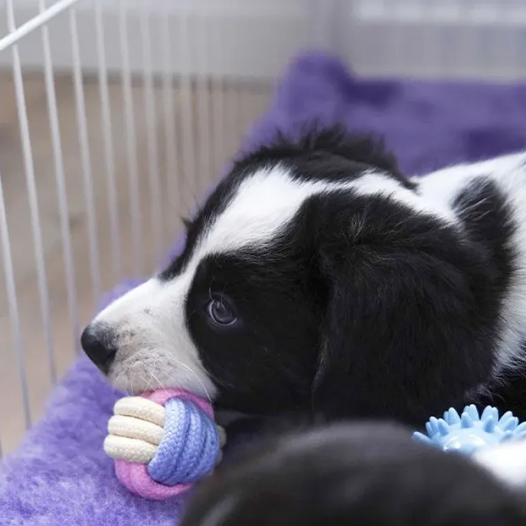Hvalpelegetøj|Bolde^Ollipet Macaron chew rope ball