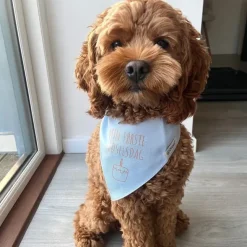 Hundefødselsdag|Hundetøj^Ollipet Min første fødselsdag | Bandana