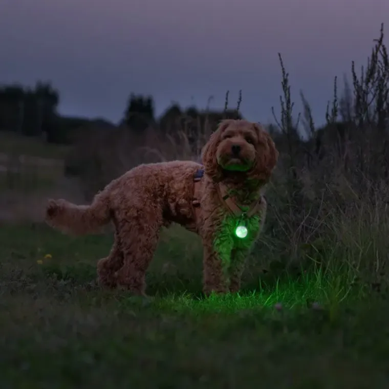 Efterårsklar|Løbeturen^Ollipet Night Glow LED Lygte