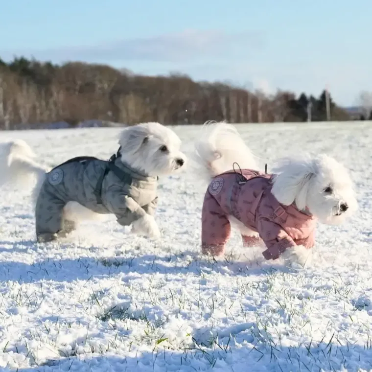 ❄️Klar Til Vintervejret|Hundetøj^Ollipet Polar Flyverdragt