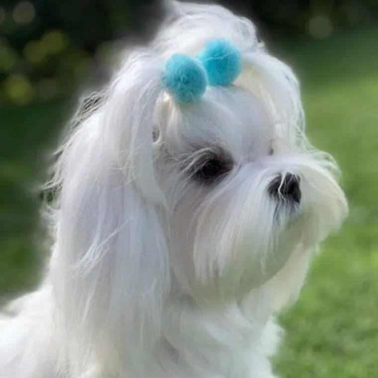 Hårpynt Til Hunde^Ollipet Pompom hårpynt